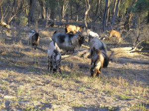 Feral Goat Control