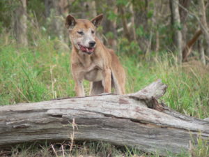 Wild Dog Control