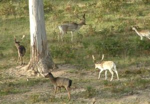 Wild Deer Control