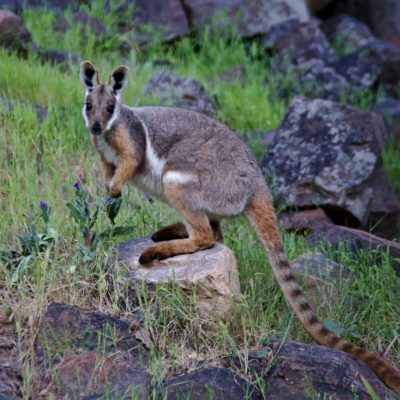 Conservation Pest Control