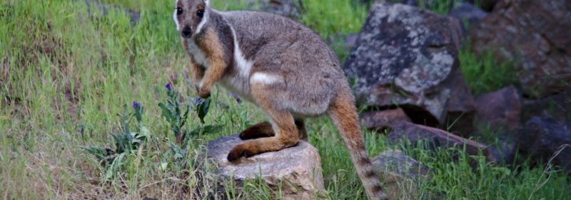 Conservation Pest Control